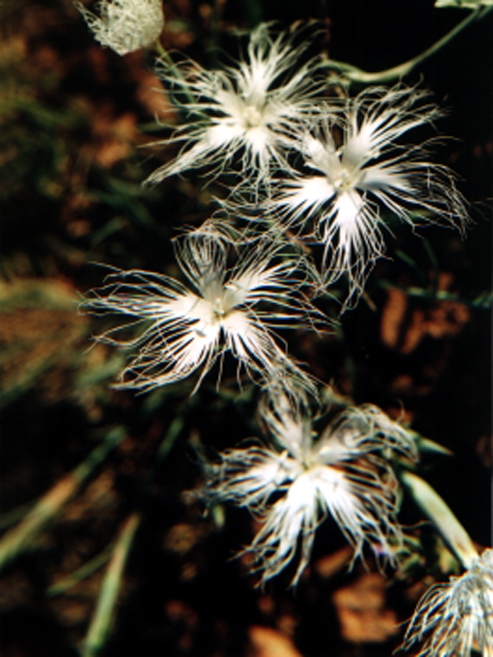 wild flowers of Einali